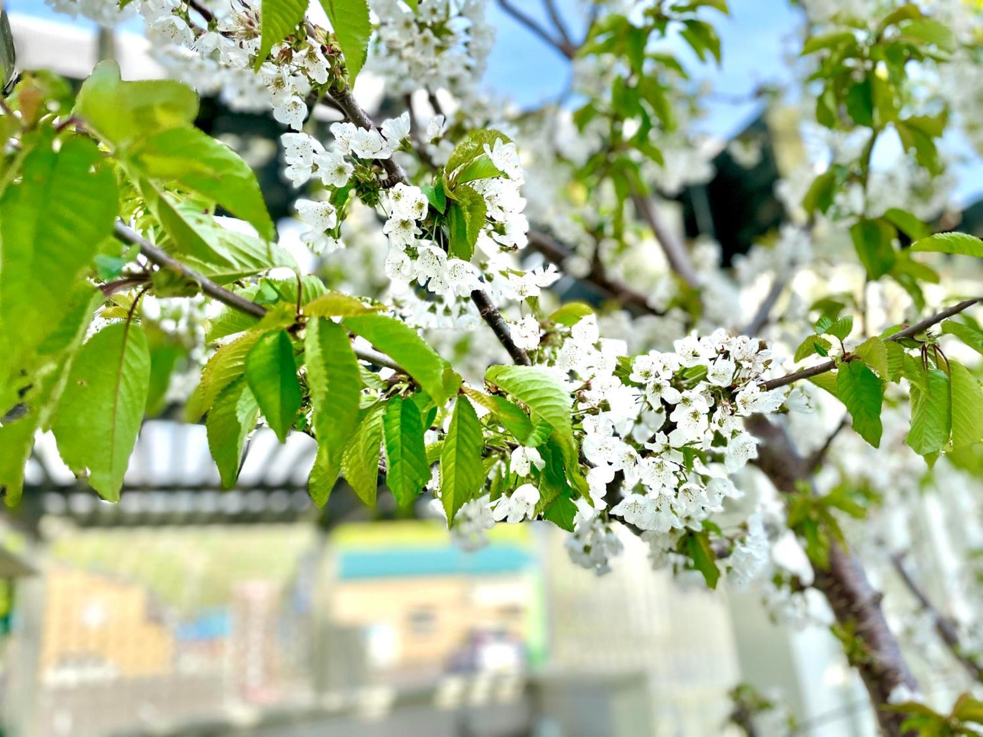 Hotel Shinsei Shakotan Zewnętrze zdjęcie